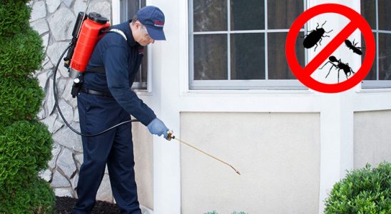 Vakfıkebir Uçan Haşere İlaçlama böcek ilaçlama ve haşere kontrolü — ilaclama-tr.com